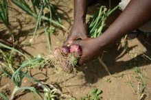 wages-togo-nv-pressrelease17November.jpg